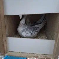 عروس هلندی البینو دو کت