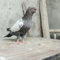 اشعل ماده|پرنده|مسجد سلیمان, |دیوار