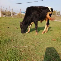 دو راس ورزا سرشاخ میزان|حیوانات مزرعه|سیاهکل, |دیوار