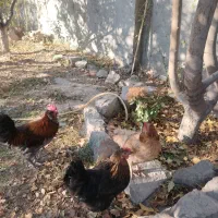 مرغ و خروس نژاد دار و زینتی|حیوانات مزرعه|مشهد, امیریه|دیوار