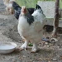 مرغ برهما مولد اصل نژاد دار تخم گذار