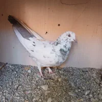 کبوتر ماده|پرنده|لاران, |دیوار