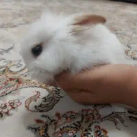 خرگوش ناز و شیطون