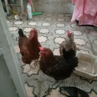 مرغ تخمگذار