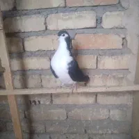 کبوتر نر  دمگیر زره ای و مفلق گلین و مفلق زره ای