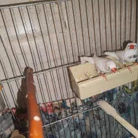 ۳ عدد فنچ سفید