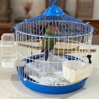 طوطی برزیلی نر یک سال و نیمه دستی