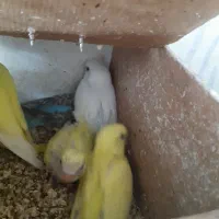 فنج جفت آماده جوجه مرغ عشق سرلاکی|پرنده|مشهد, جانباز|دیوار