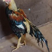 لاری جوجه کش