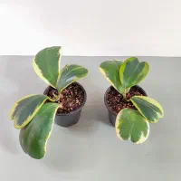 انواع هویاهای خاص و کلکسیونی|گل و گیاه طبیعی|گناباد, |دیوار