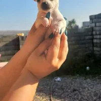 واگذاری شیواوا|سگ|نوشهر, |دیوار