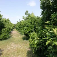 باغ مرکبات ۱۱۰۰ متری در جاده بهنمیر|فروش دفتر صنعتی، کشاورزی، تجاری|کیاکلا, |دیوار