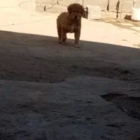 واگذاری توله|سگ|تربت جام, جلگه موسی آباد|دیوار