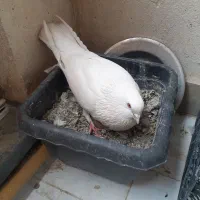 کبوتر،کفتر|پرنده|شهریار, یوسف آباد صیرفی|دیوار