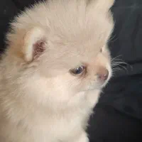 فقط 10پامر|سگ|بندرعباس, |دیوار