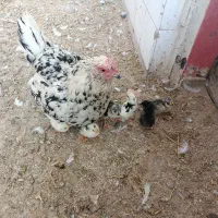 مرغ کرچ کپ جوجه گلین و طوسی