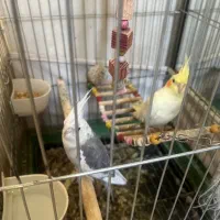 عروس هلندی نروماده