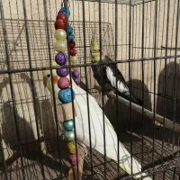 عروس هلندی|پرنده|بم, |دیوار