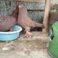 کبوتر سرخ کاکلی پر پا (راعبی)