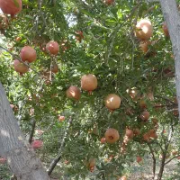 اجاره باغ انار
