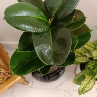 گل فیکوس شاداب ۶۰۰