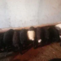 گوسفند|حیوانات مزرعه|قیدار, |دیوار