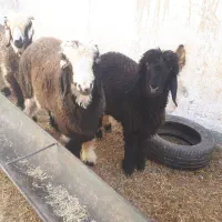 بره وبیگ|حیوانات مزرعه|مسجد سلیمان, |دیوار