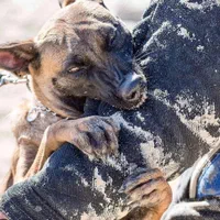 مربی خانم و آقا سگ ، تربیت و آموزش و پانسیون