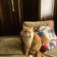 گربه پرشین زرد نارنجی پشمالو