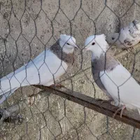 کبوتر طوقی|پرنده|قروه, |دیوار