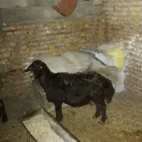 گوسفند بره دار ماده ترکمن پیر|حیوانات مزرعه|گنبد کاووس, |دیوار