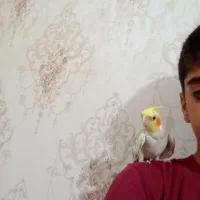 عروس هلندی نر دستی|پرنده|تهران, قیام|دیوار