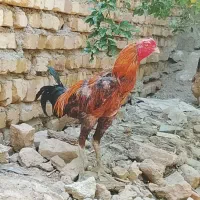 خروس لاری