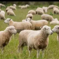 تعدادی میش قصر