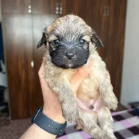 سگ شیتزو|سگ|رشت, منظریه|دیوار