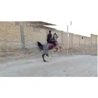 لطفا خواهشن قیمت و توضیحاتی که ذکر شده رو بخونید