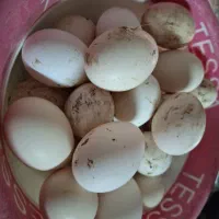 فروش تخم مرغ