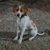 سگ شکاری نژاد پوینتر