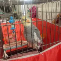 یک عدد عروس هلندی