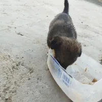 سگ پاکوتا