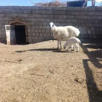 میش زایده