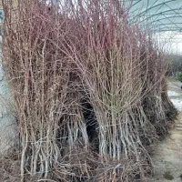 درخـت (ـنـهــال) بادام|خدمات باغبانی و درختکاری|مریوان, |دیوار