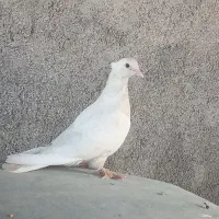 کبوتر گره|پرنده|قلعه قاضی, |دیوار