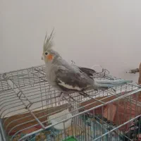 عروس هلندی ماده ۶۵۰|پرنده|کهن آباد, |دیوار