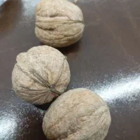 گردوی درشت پوست کاغذی خشک مرغوب