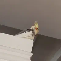 عروس هلندی|پرنده|قرچک, میرزائی شمالی|دیوار