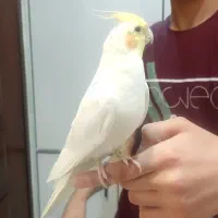 عروس هلندی دستی و سخنگو لوتینو