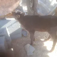 گاو گوساله محلی|حیوانات مزرعه|بیستون, |دیوار