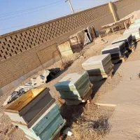 کندو زنبور عسل|حیوانات مزرعه|یزد, |دیوار