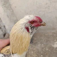 خروس لاری،مرغ،خروس،جوجه|حیوانات مزرعه|شهریار, شهرک امیریه|دیوار